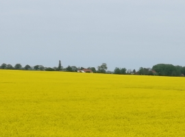 Rapsfelder vor unserem Haus