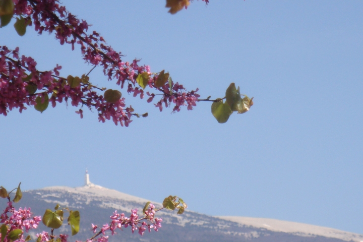 Der Mont Ventoux im Frühling