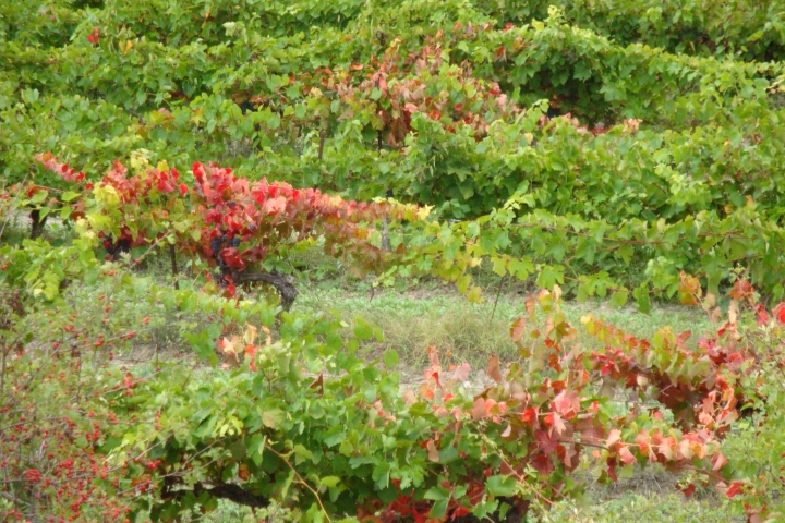Der Wein wird gut