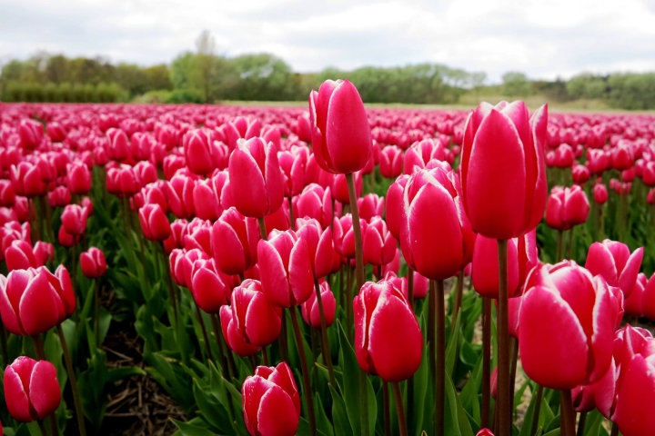 Blumenfelder
