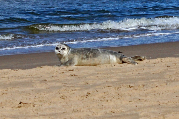 Seehund am Strand