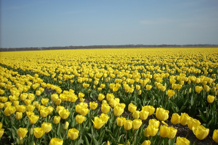 Blumenfelder