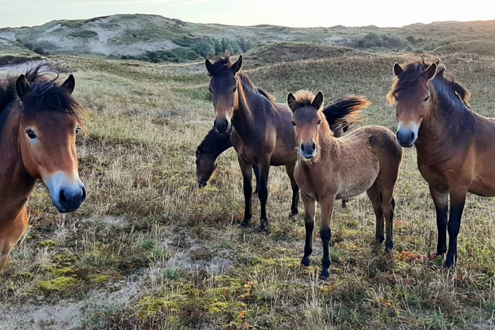 Wildpferde im Dünengebiet