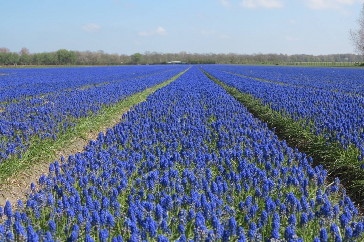 Blumenfelder