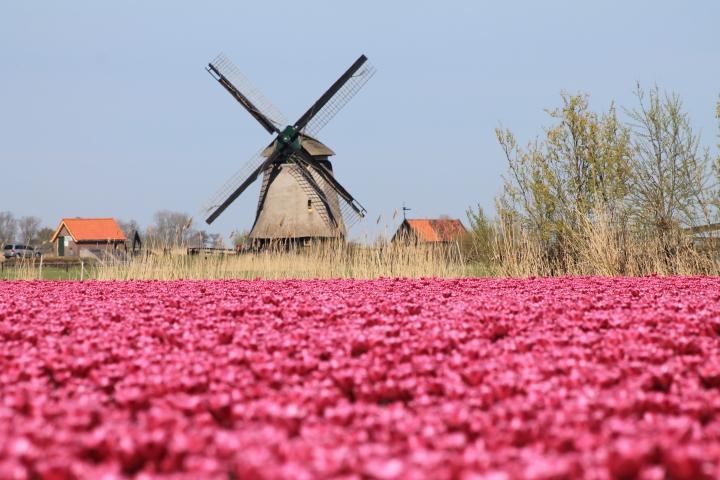 Blumenfelder