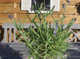 Foto 15