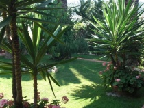 Gartenblick auf die Palmen