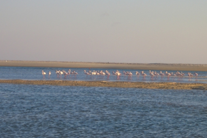 Flamingos im winterlichen Wattenmeer der Ria Formosa, 3 km vom Haus entfernt