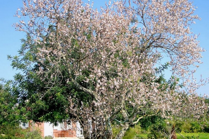 Blühender Mandelbaum im Garten (Januar)