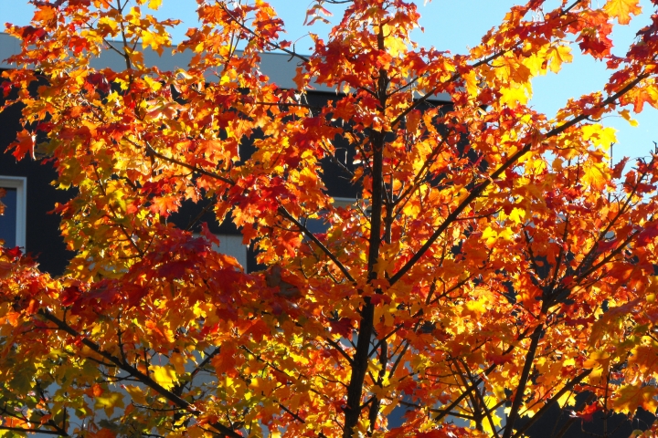 Wanderungen im farbenprächtigen Herbst...