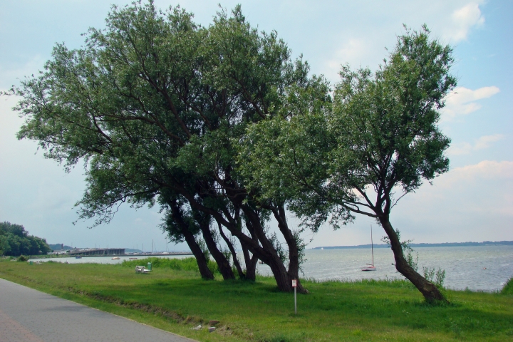 Blick Wieker Bodden Richtung Hafen, ca. 80 m vom Ferienhaus