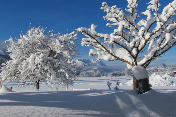 Obstgarten im Winter