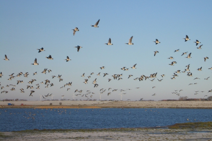 Vogelschwärme im Herbst