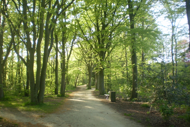 Tolle Wanderungen durch die Wälder auf Föhr