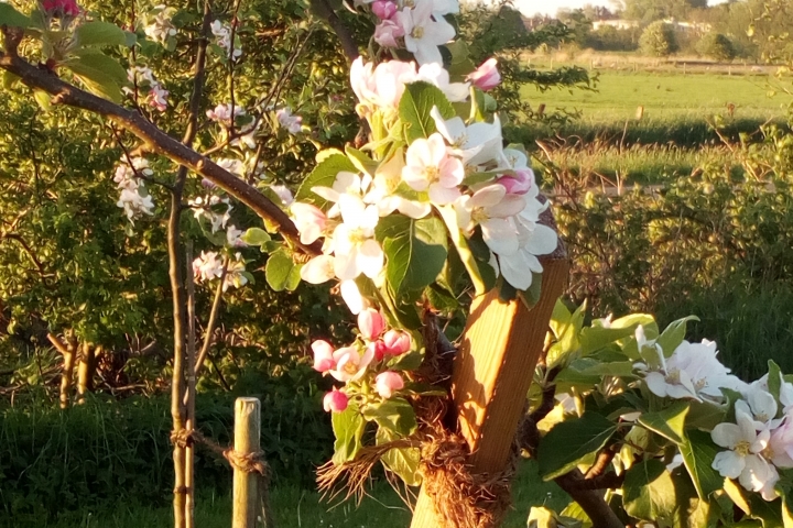 Ein Blick in unseren schönen Obstgarten.
Der Ort zum Wohlfühlen!
