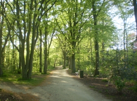 Tolle Wanderungen durch die Wälder auf Föhr