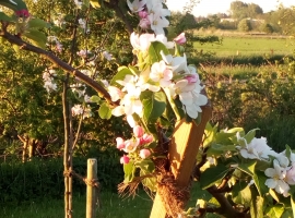 Ein Blick in unseren schönen Obstgarten.
Der Ort zum Wohlfühlen!