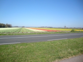 Frühjahr mit blühenden Blumenzwiebelnfelder.