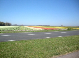 Frühjahr mit blühenden Blumenzwiebelnfelder.