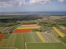 Nähe Ihrem Haus blühenden Blumenzwiebelnfelder.