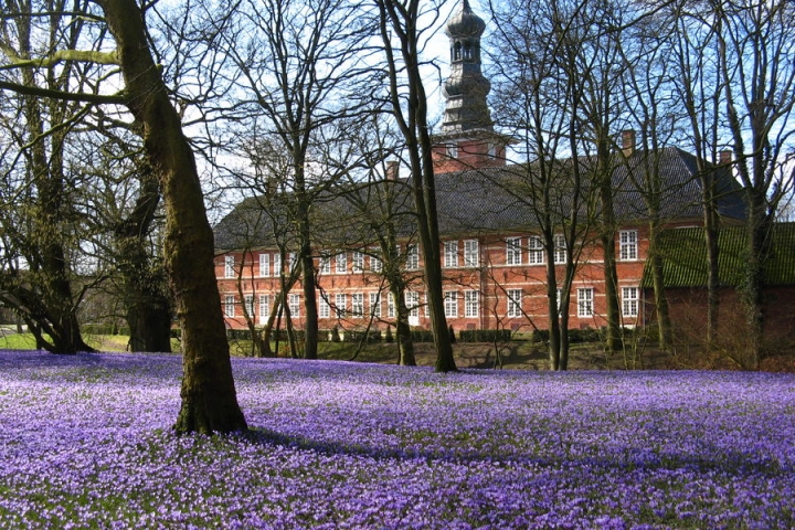 Krokusblüte im Husumer Schlosspark
