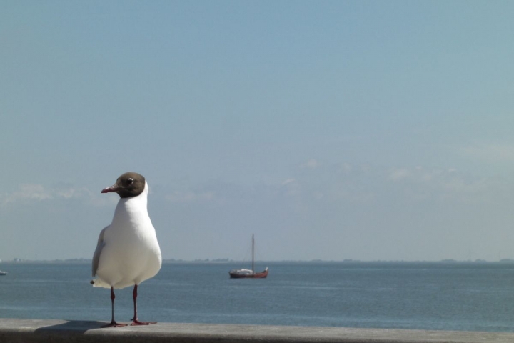 Genießen Sie Nordfriesland