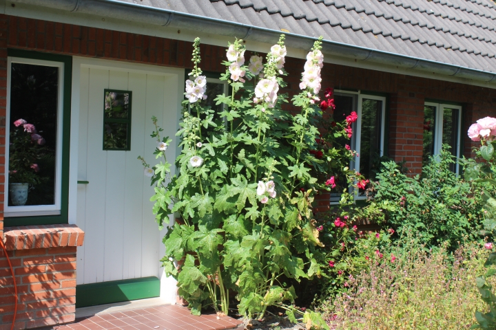 Die Stockrose begrüßt die Gäste im Sommer.