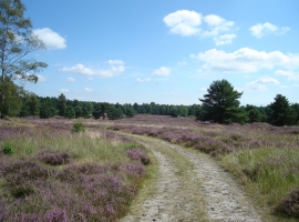 Die nahe Bodenteicher Heide ist ein echter Naturtipp für den kleinen und den großen Spaziergang - nicht nur im August!