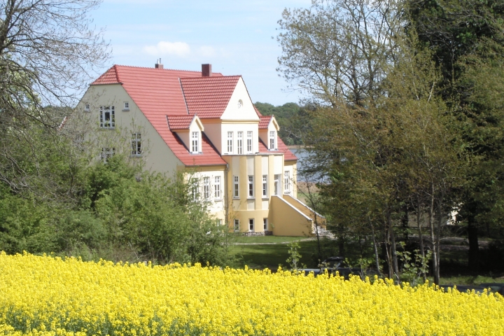 Rapsblüte Gut Grubnow