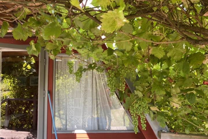 Wein auf der Terrasse. Im Herbst schmecken die Trauben süss