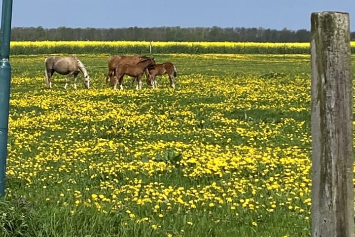Pferdewiese im Mai