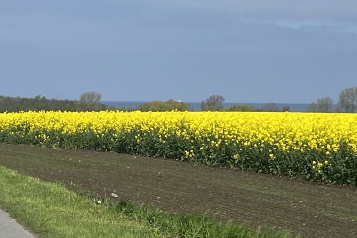 Rapsfeld im Mai