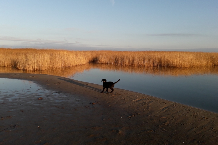 Der Riedensee