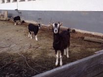 Hilde, Leni und Liesl warten auf 
Streicheleinheiten