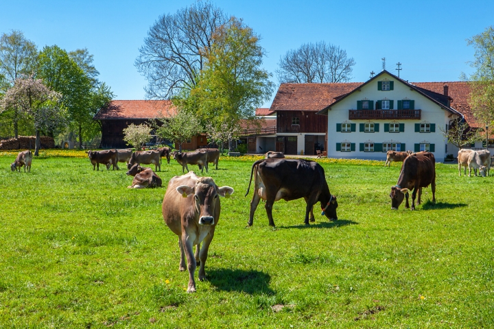 Unsere Kühe auf der Weide