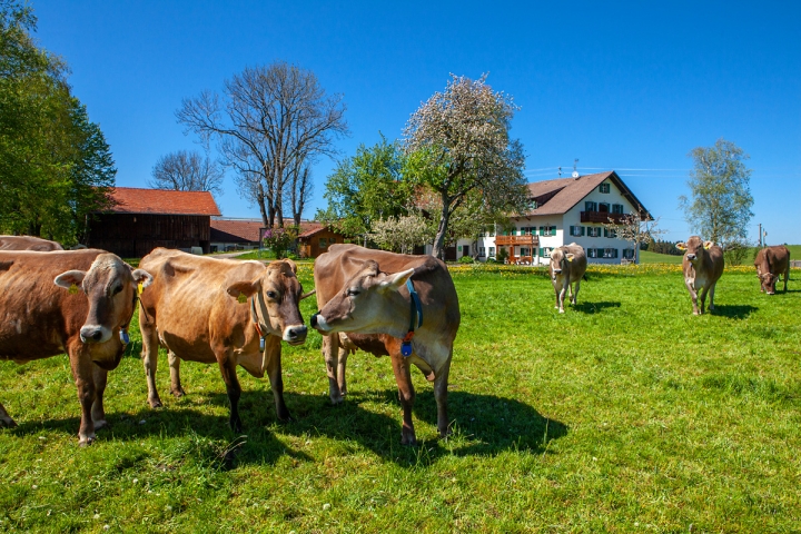 Landleben genießen