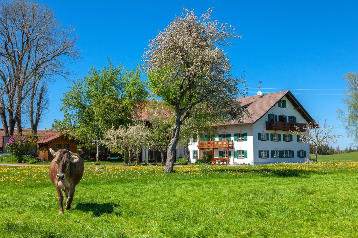 Frühling auf dem Michelerhof