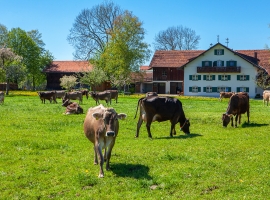 Unsere Kühe auf der Weide