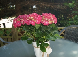 Foto 20