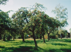 Foto 11