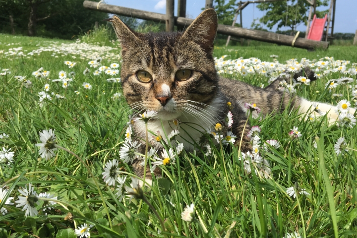 Katze Penelope