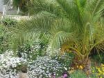 Duftende Blumen und Palmen in der gepflegten Gartenanlage.