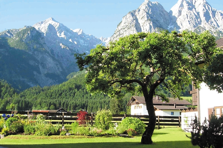 Sommerbaum