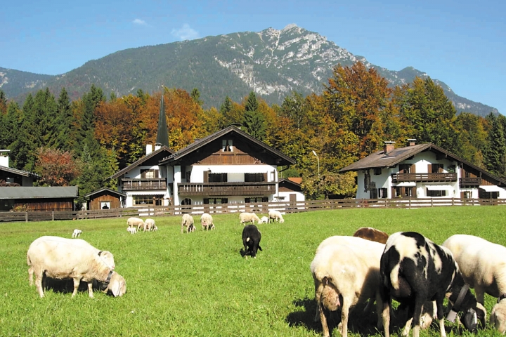 Die Schafe weiden gemütlich vor unserem Haus.