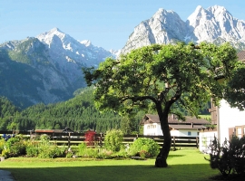 Sommerbaum