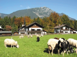 Die Schafe weiden gemütlich vor unserem Haus.