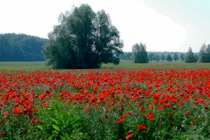 Mecklenburg im Sommer