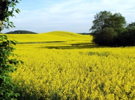 Mecklenburg im Mai