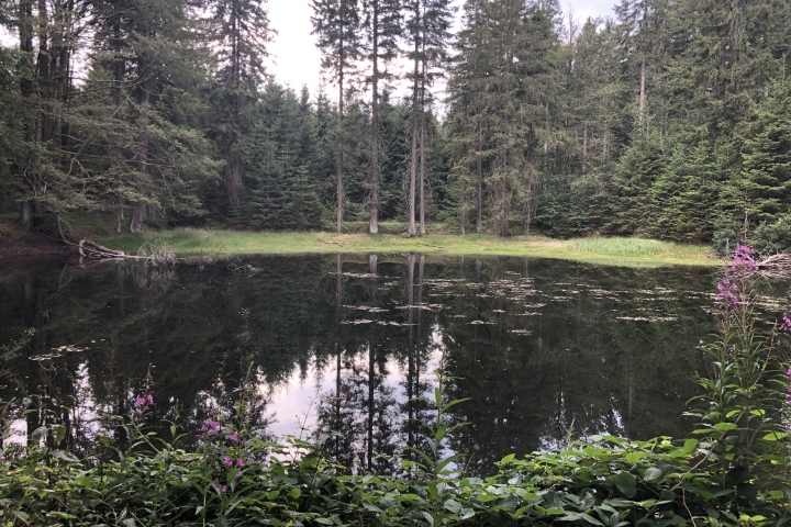 Seifiger Teich in Stützerbach