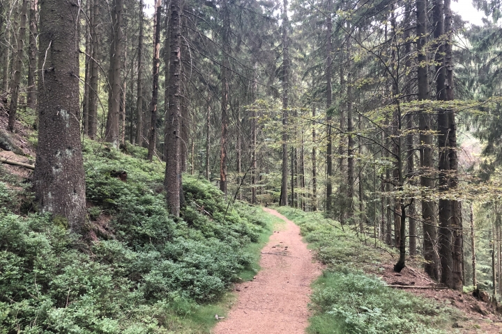 Verträumte kleine Wanderpfade um Stützerbach